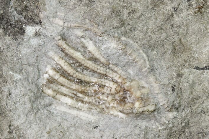 Fossil Crinoid (Eretmocrinus) - Gilmore City, Iowa #157207